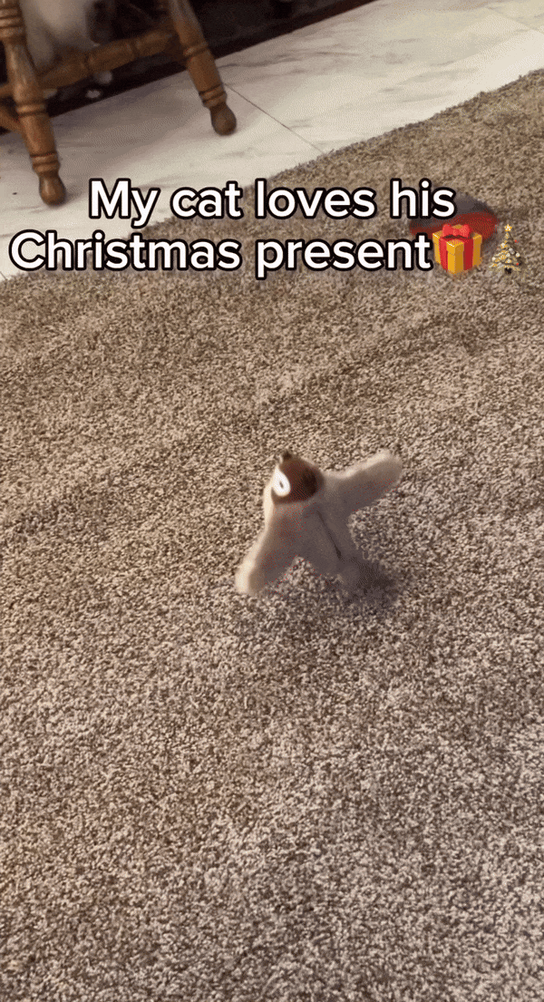 Fliegendes Katzenspielzeug Freude