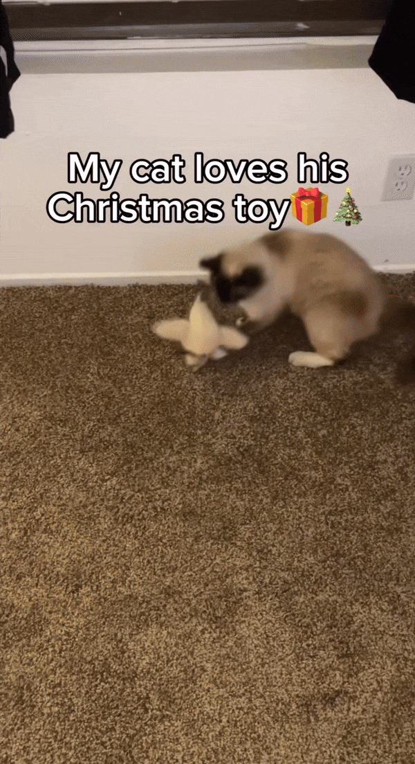 Fliegendes Katzenspielzeug Freude