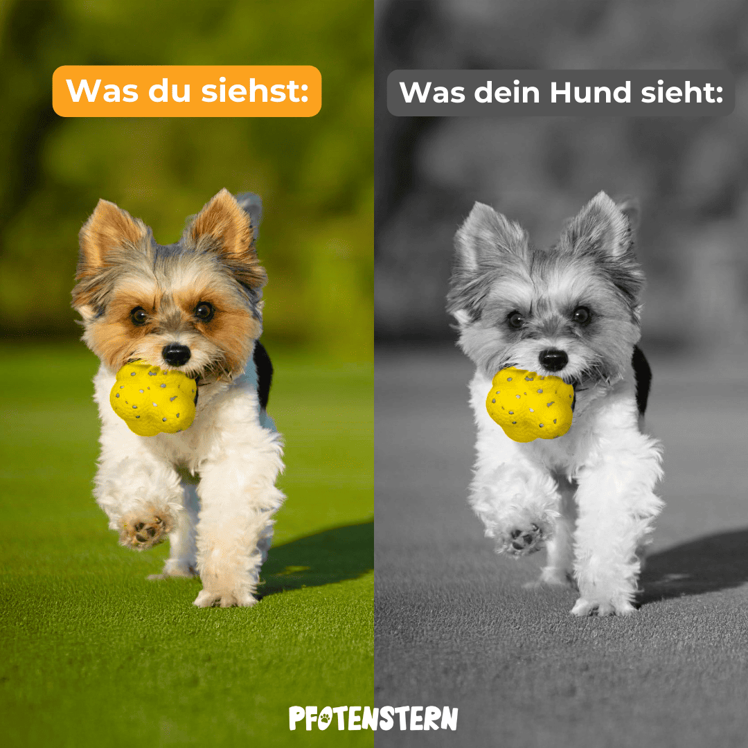 WoefWonder: Hondenspeelgoed Plezier 1+1 gratis